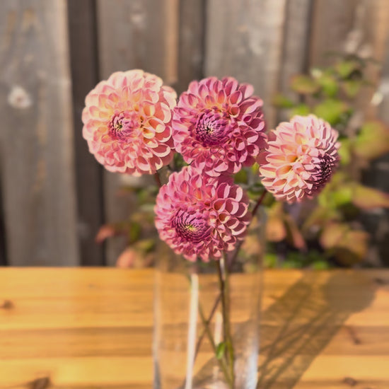 Small bouquet of Clearview Peachy dahlia flowers in a narrow and tall  - clear glass vase, The vase is on a light oak table outside with the backdrop being a weathered grey oak barn wall.