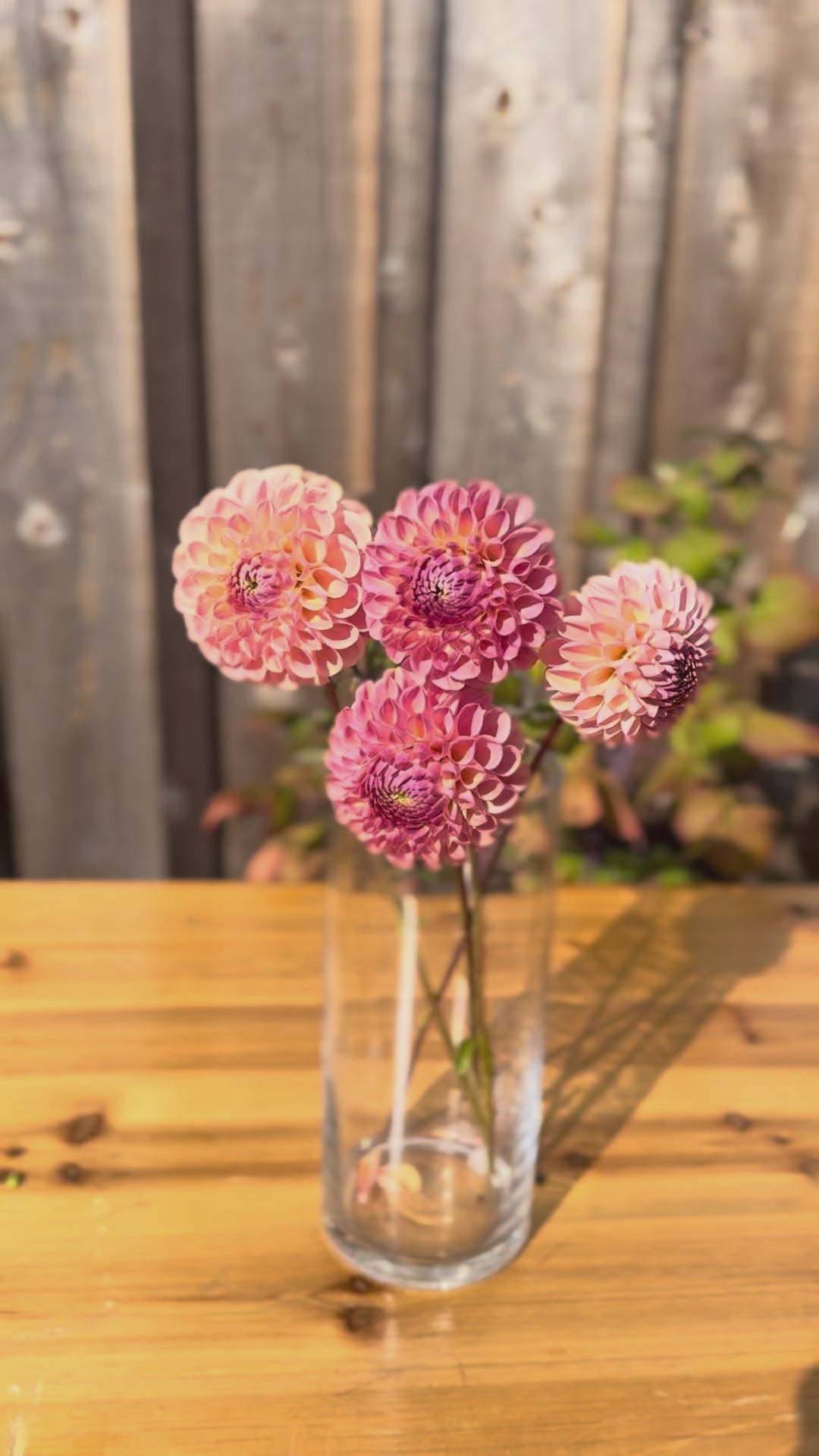 Small bouquet of Clearview Peachy dahlia flowers in a narrow and tall  - clear glass vase, The vase is on a light oak table outside with the backdrop being a weathered grey oak barn wall.