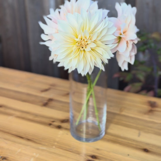 Bouquet of cafe au lait dahlias in a clear vase 