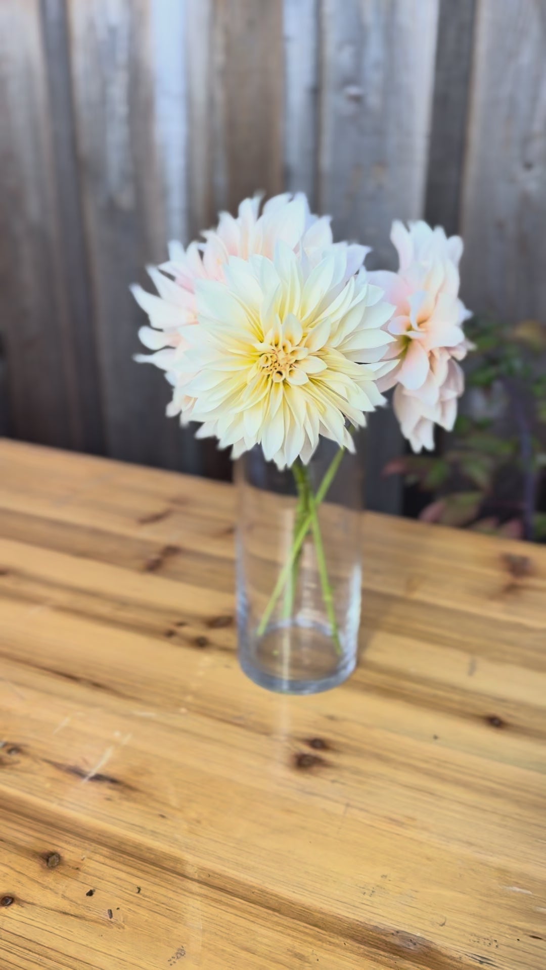 Bouquet of cafe au lait dahlias in a clear vase 