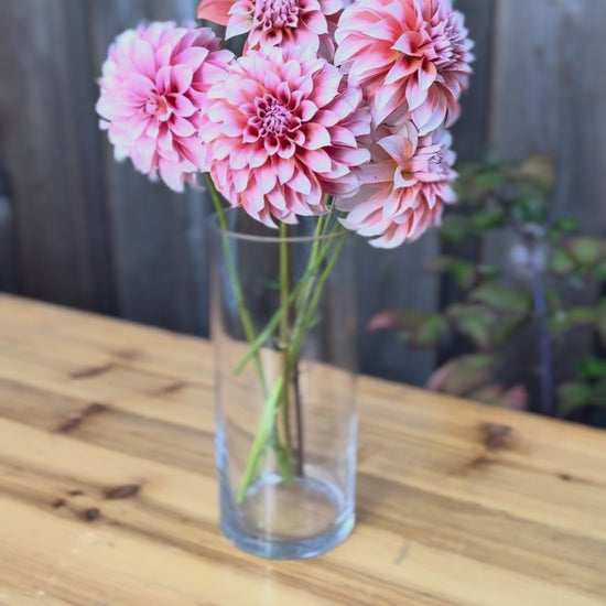 Bouquet of Peaches Dahlia flowers in a clear glass vase - Langley Flower Farm