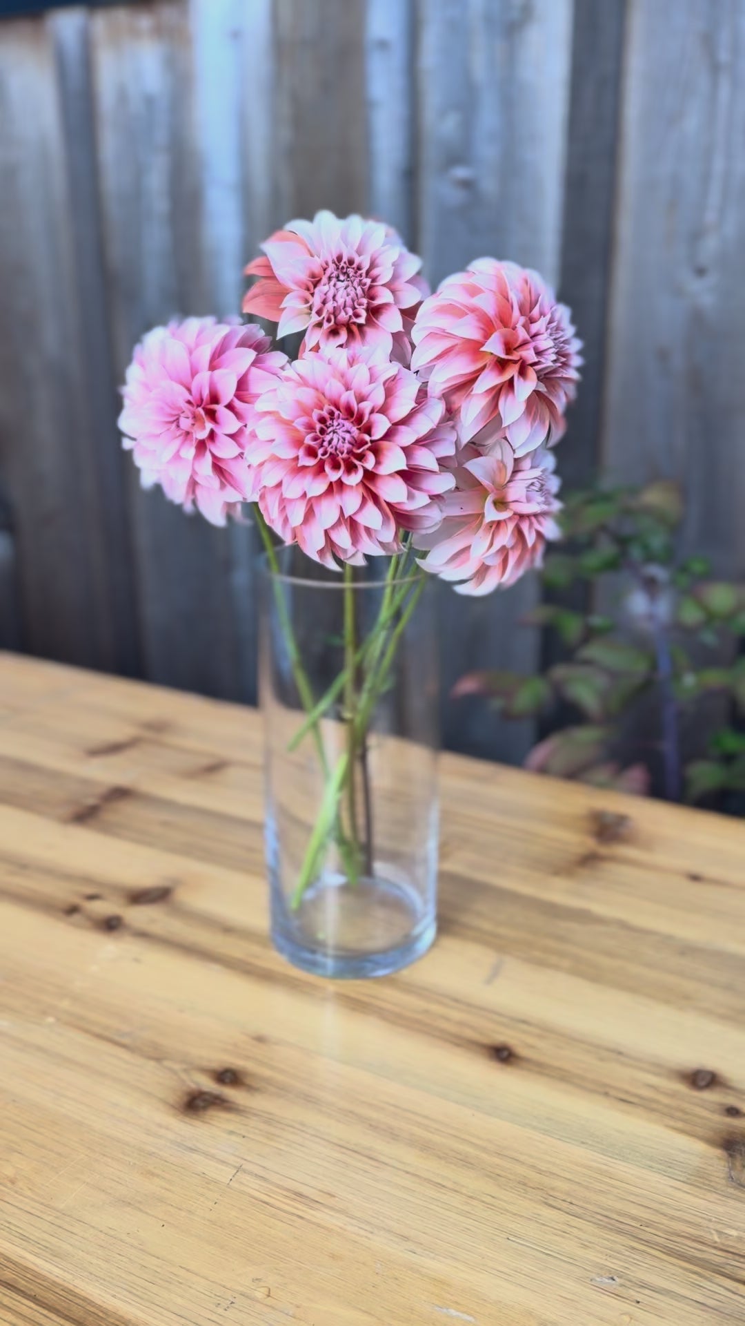 Bouquet of Peaches Dahlia flowers in a clear glass vase - Langley Flower Farm