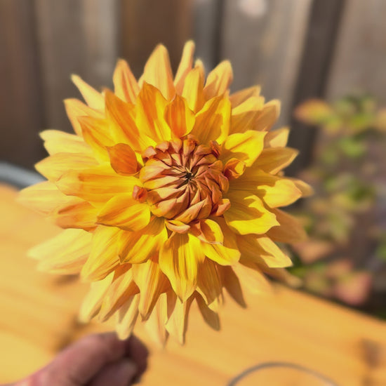 Ben Huston Dahlia Bloom on Video 
