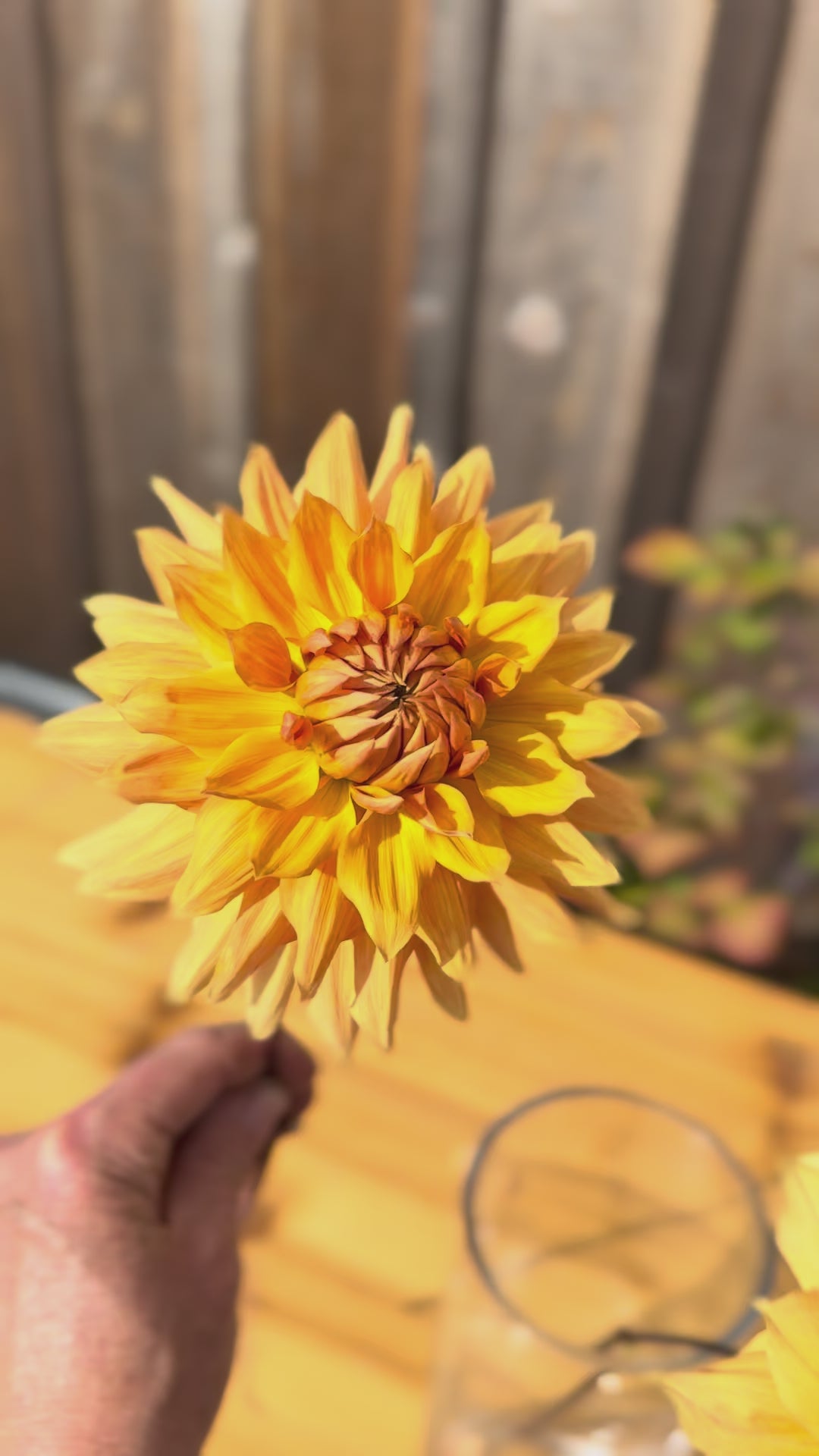 Ben Huston Dahlia Bloom on Video 