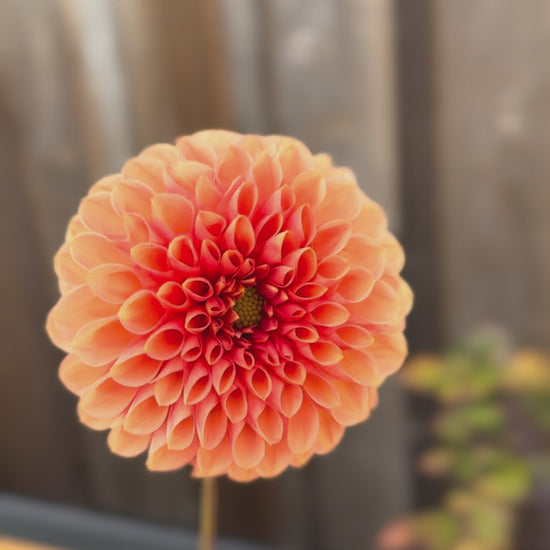 Jowey Linda dahlia