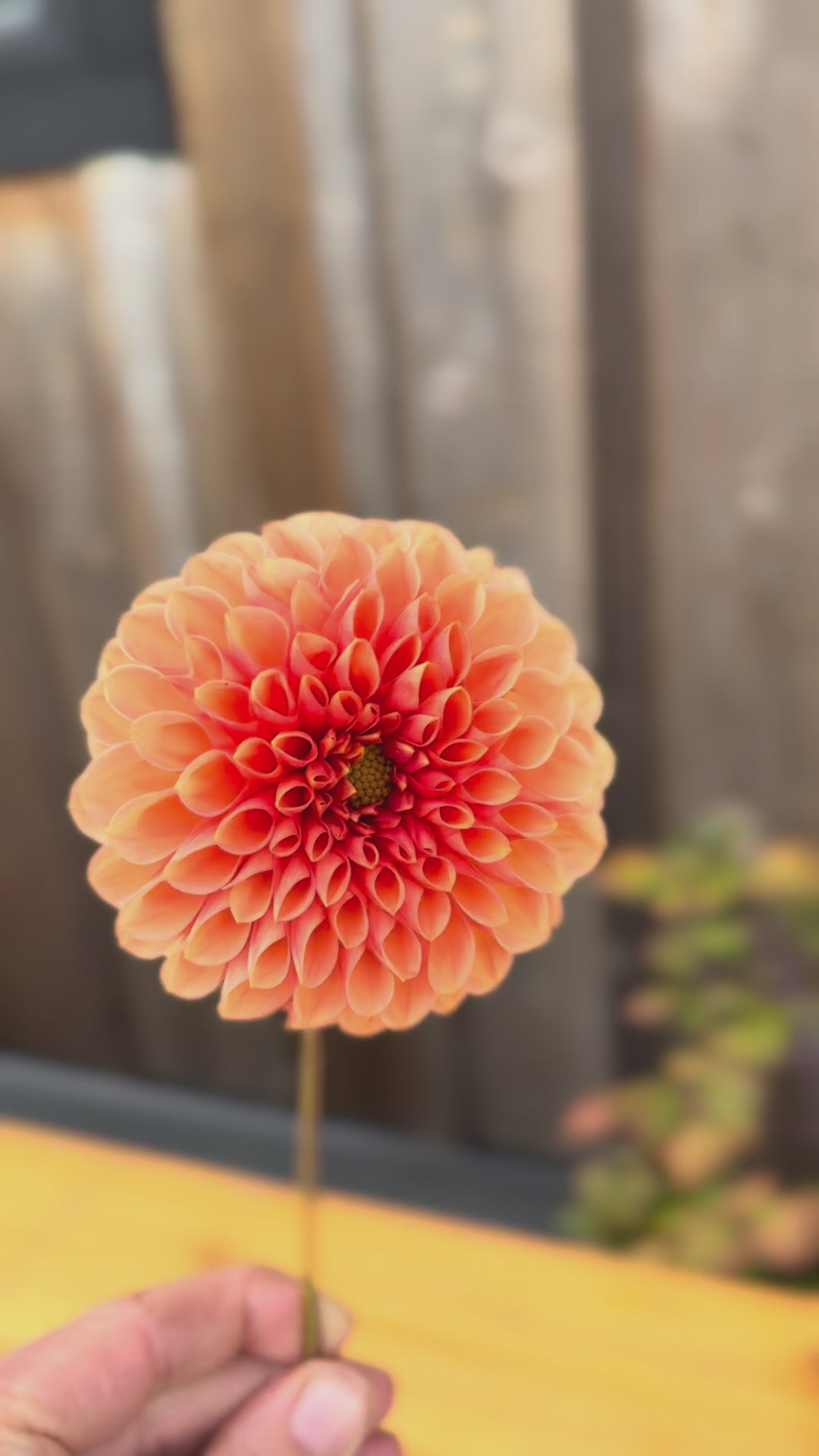 Jowey Linda dahlia