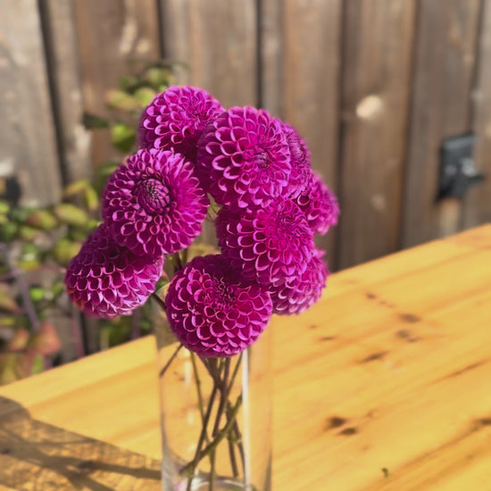 Isabel Dahlia (Lavender-pink color) bouquet of flowers in a tall narrow glass vase. video is taken outside on a sunny day. Vase is on a oak table and the backdrop is a weathered cedar (grey) barn wall 