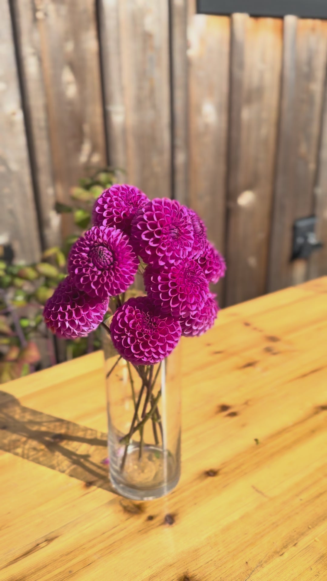 Isabel Dahlia (Lavender-pink color) bouquet of flowers in a tall narrow glass vase. video is taken outside on a sunny day. Vase is on a oak table and the backdrop is a weathered cedar (grey) barn wall 