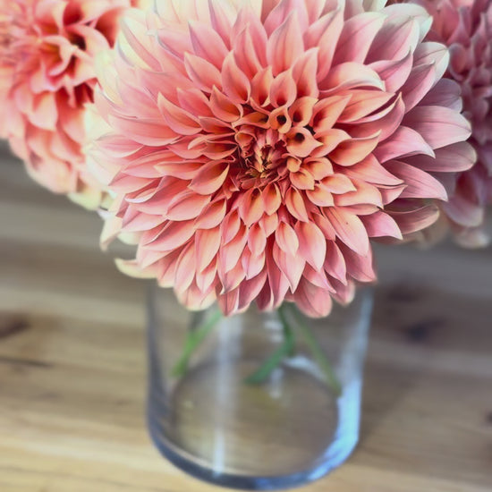 Bracken Palomino dahlia blooms in a vase in video 