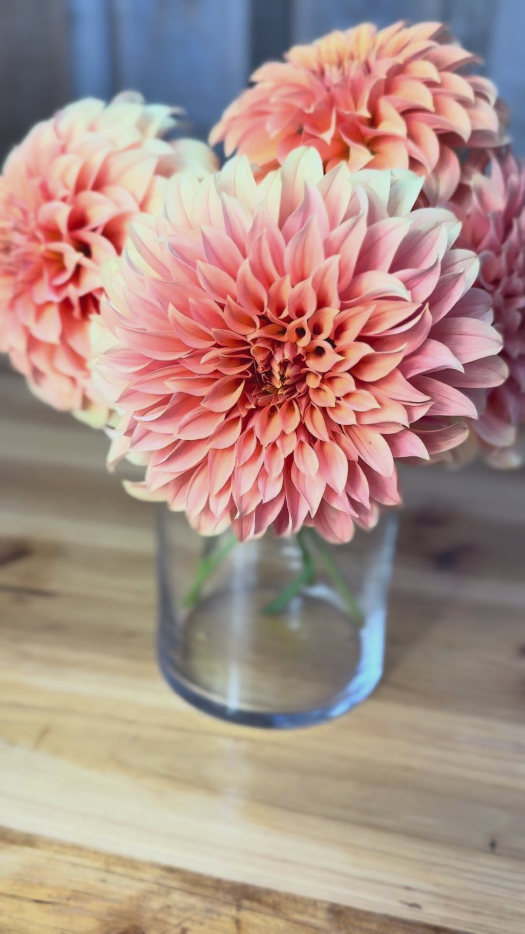 Bracken Palomino dahlia blooms in a vase in video 