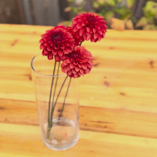 Brown Sugar Dahlia blooms in video
