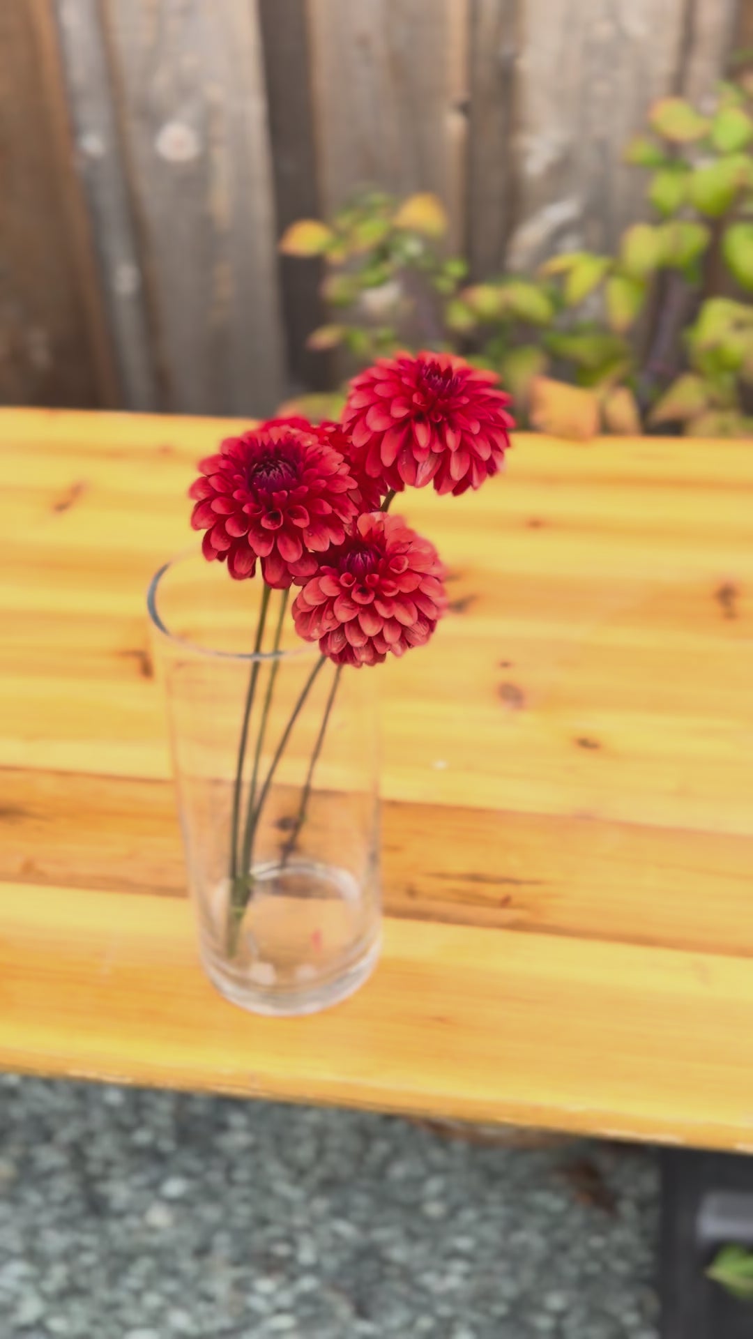 Brown Sugar Dahlia blooms in video