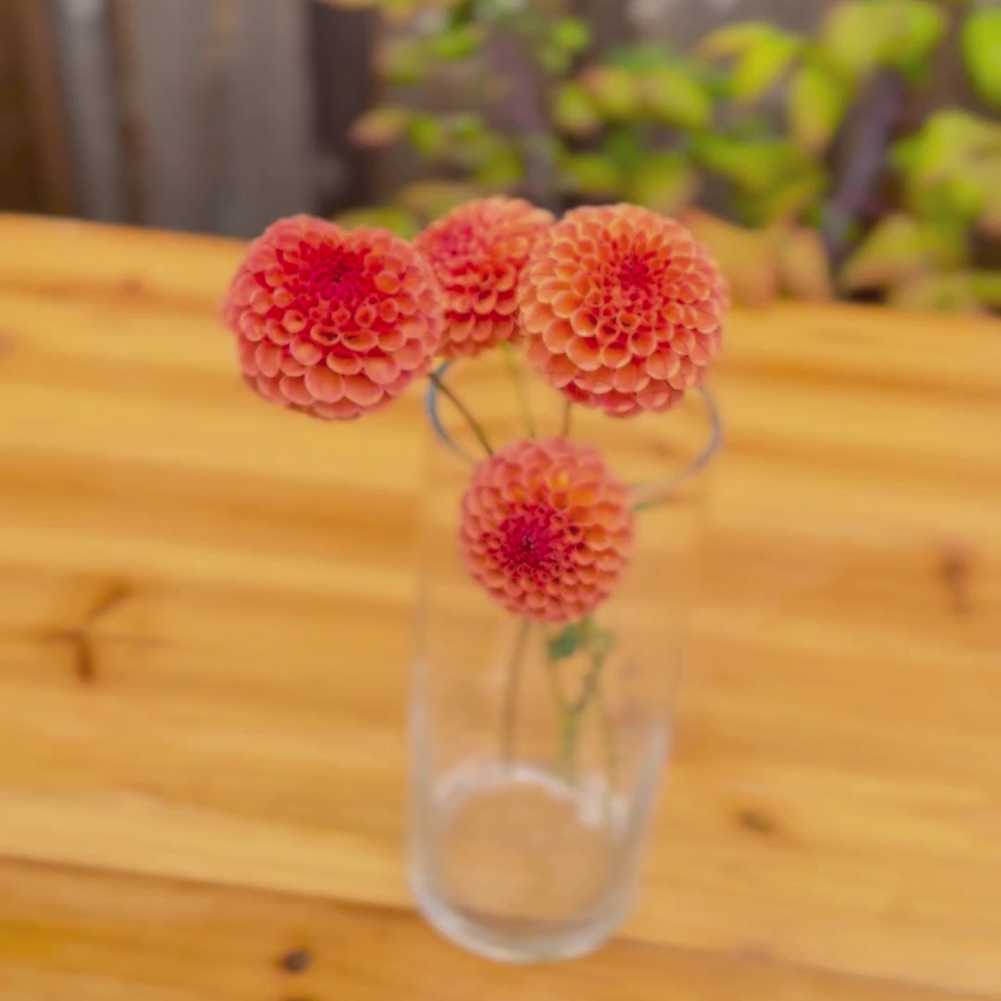 Amber Queen Dahlia Tuber Sale - Canada 
