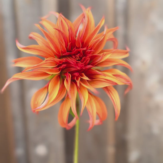 Bloomquist Jean single bloom dahlia in a video