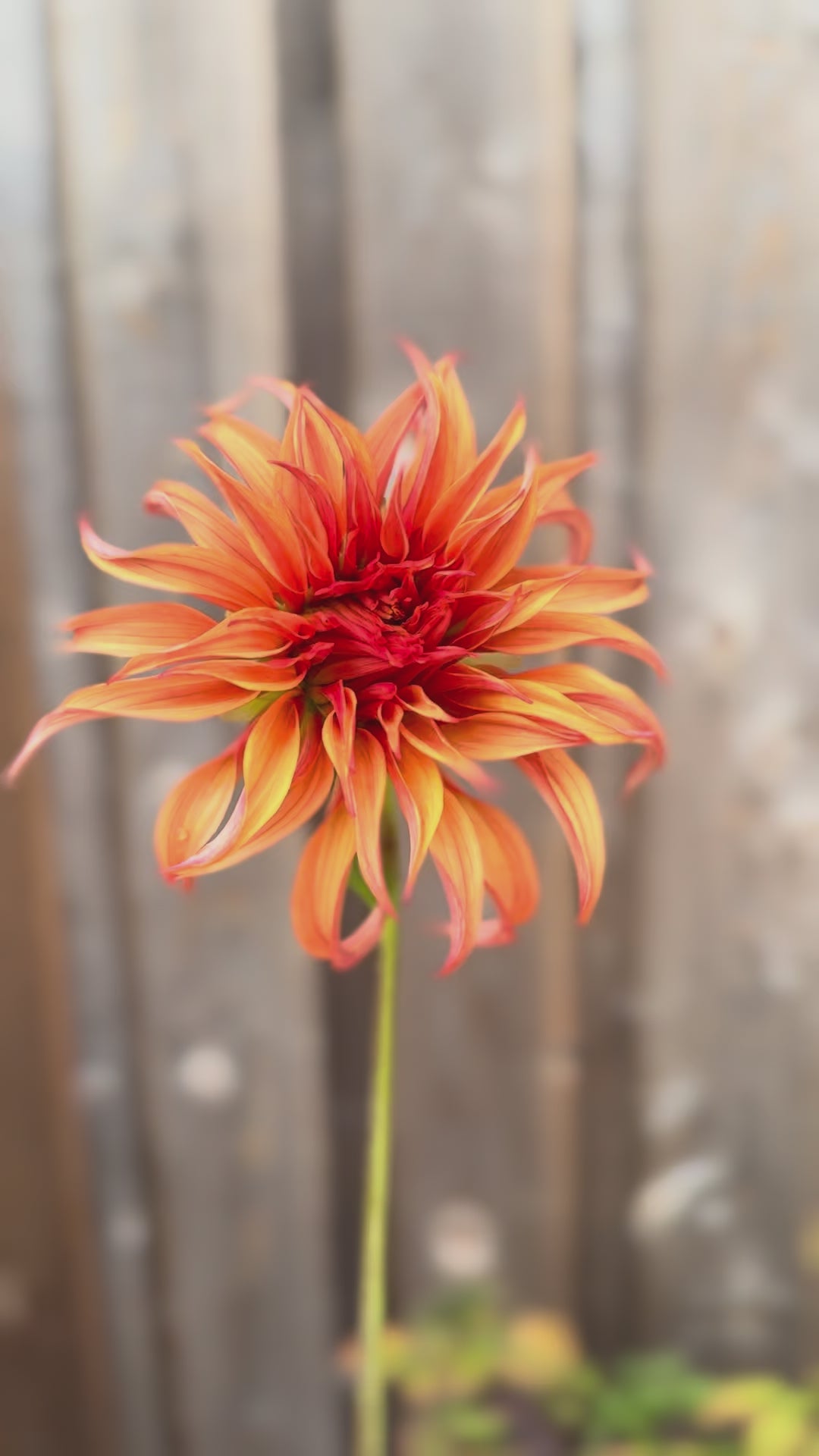 Bloomquist Jean single bloom dahlia in a video