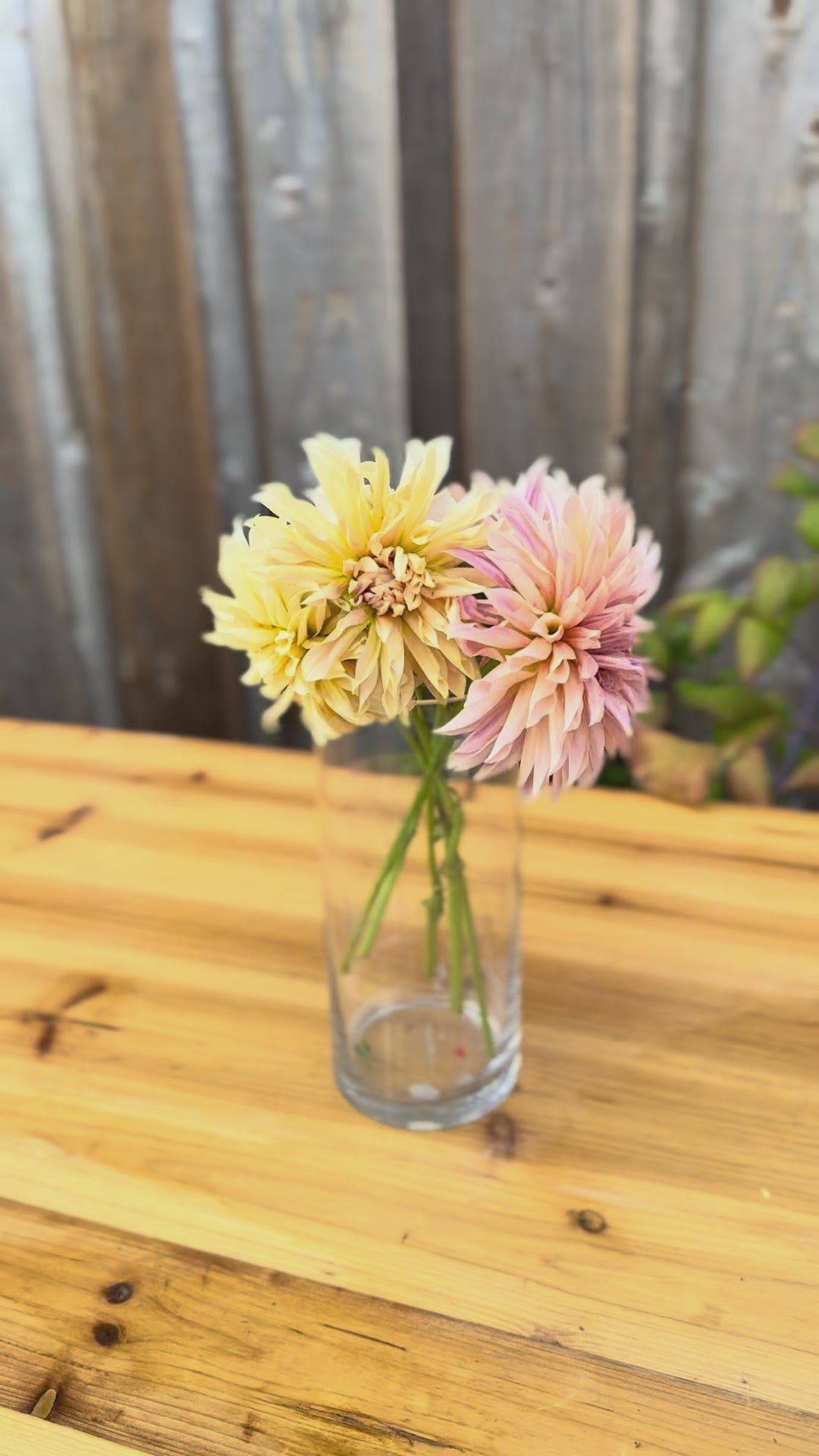 Video of Cafe de Paris dahlia blooms in a clear vase on a wood table outside, the backdrop is the outside of a cedar wood barn wall 