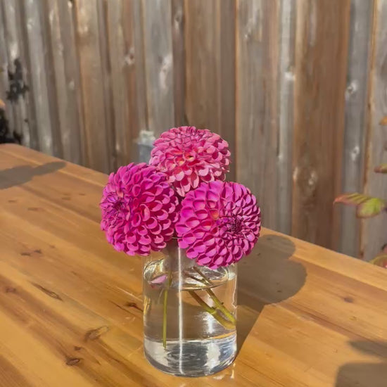 Caitlin's Joy dahlia blooms in a clear vase on a wooden table - VIDEO 