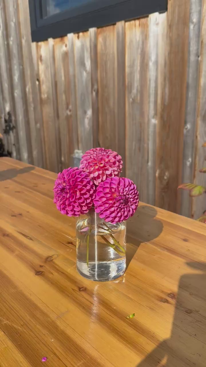Caitlin's Joy dahlia blooms in a clear vase on a wooden table - VIDEO 
