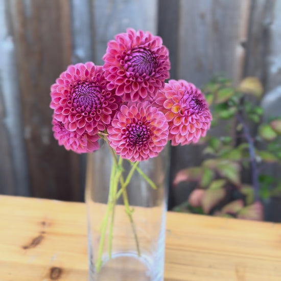 close up of jowey winnie blooms in a clear glass vase