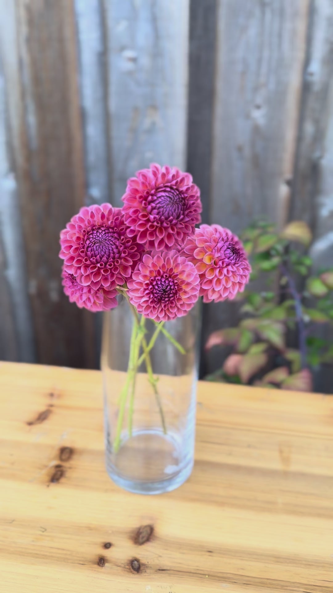 close up of jowey winnie blooms in a clear glass vase