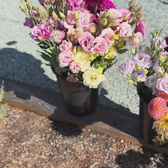Lisianthus Started Plants For Sale  Fraser Valley BC FLOWER FARM