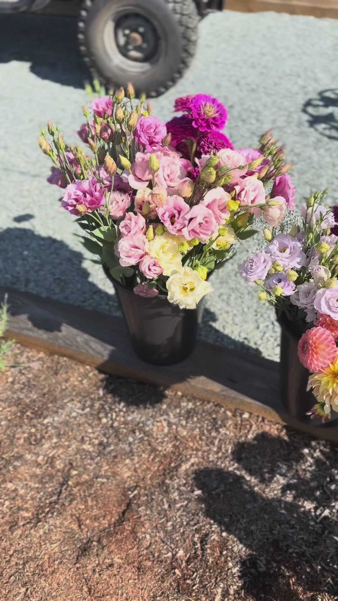 Lisianthus Started Plants For Sale  Fraser Valley BC FLOWER FARM