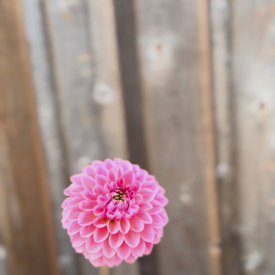 Linda Baby Dahlia Tuber Sale - Langley BC