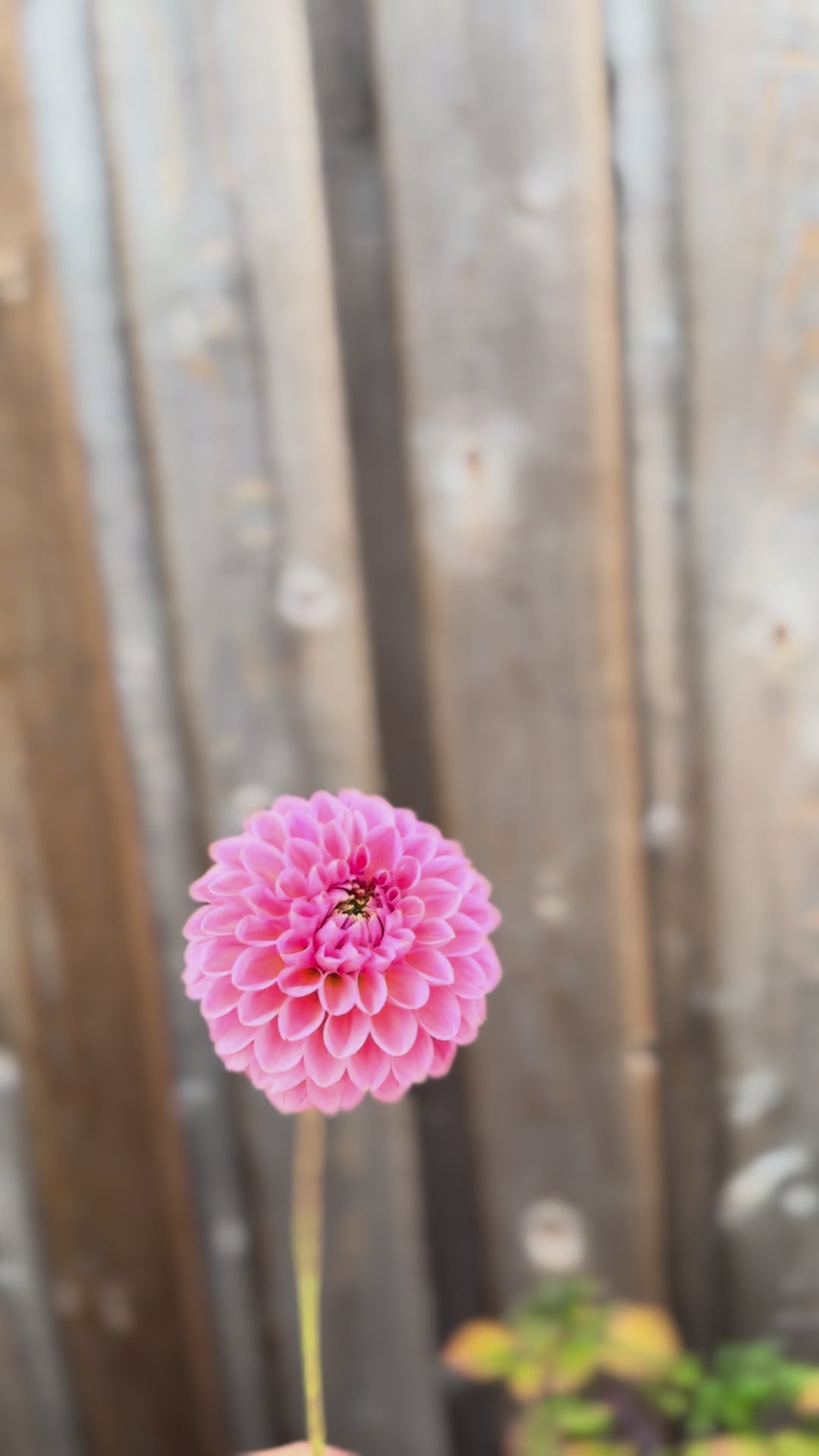 Linda Baby Dahlia Tuber Sale - Langley BC