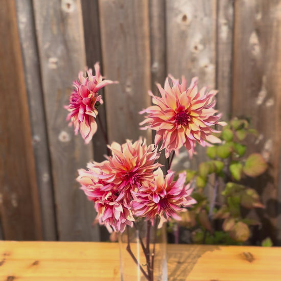 Labyrinth_Dahlia_Bouquet of flowers in a glass vase. phot taken outside 