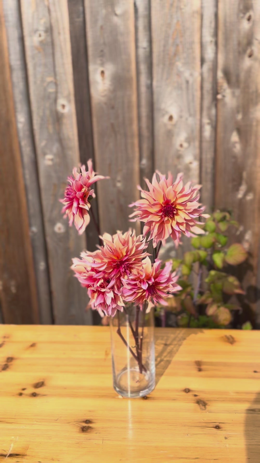 Labyrinth_Dahlia_Bouquet of flowers in a glass vase. phot taken outside 