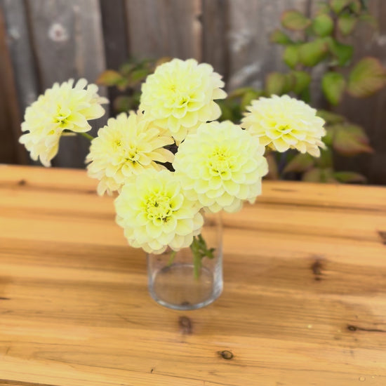 Dahlia flowers in a small slender clear glass vase placed on a oak wood table outside. back drop is a weathered grey cedar barn wall 