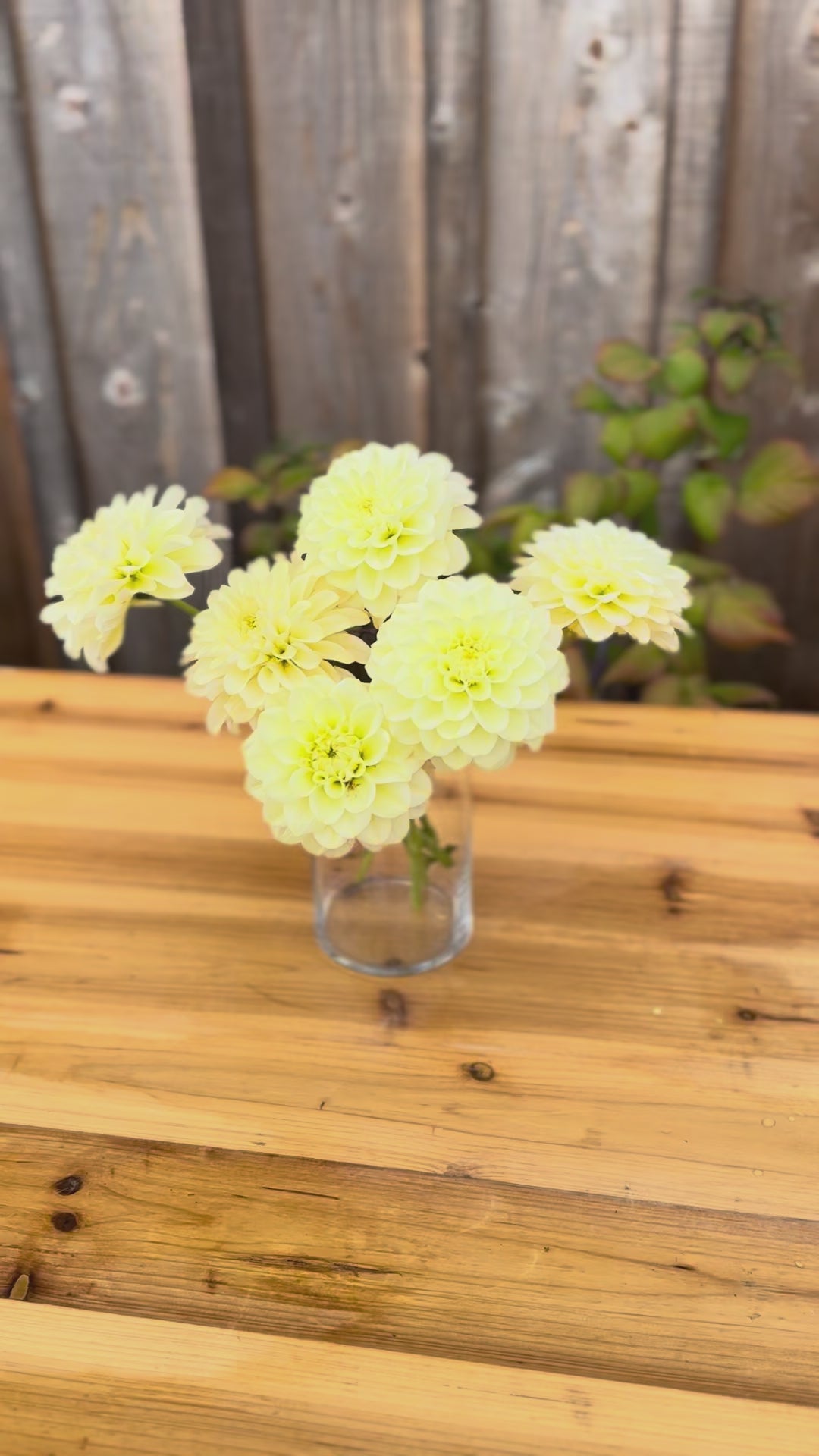 Dahlia flowers in a small slender clear glass vase placed on a oak wood table outside. back drop is a weathered grey cedar barn wall 