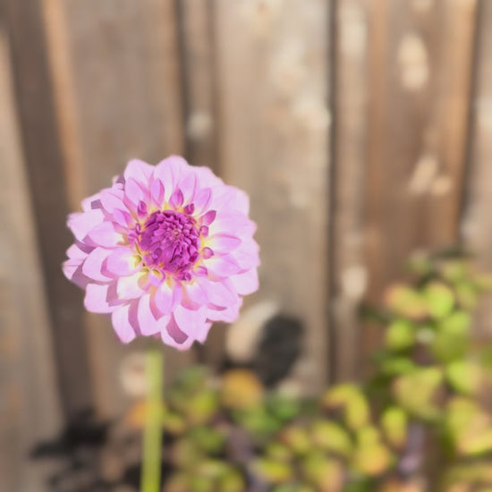 Bistro Dahlia Bloom Video