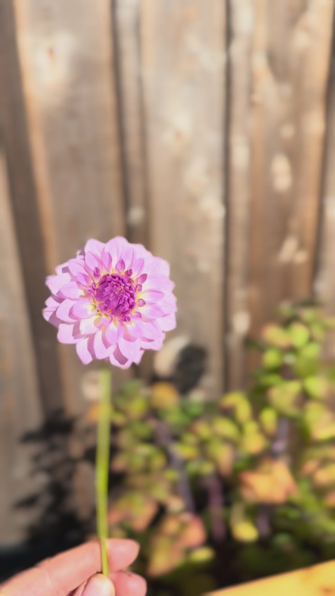 Bistro Dahlia Bloom Video