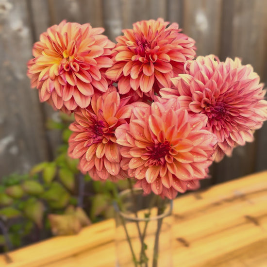 Ferncliff Copper Dahlia flowers in a clear glass narrow vase - zooming in, out, and around the flowers. 