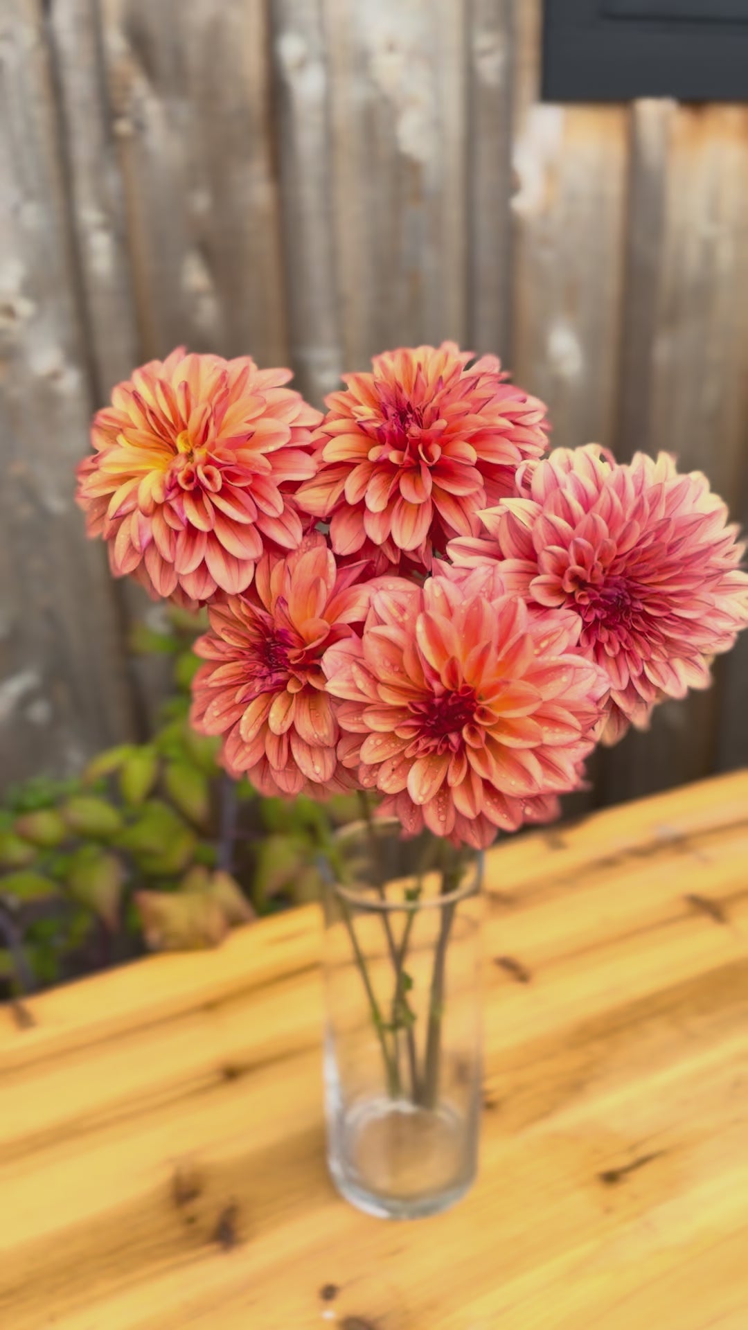 Ferncliff Copper Dahlia flowers in a clear glass narrow vase - zooming in, out, and around the flowers. 