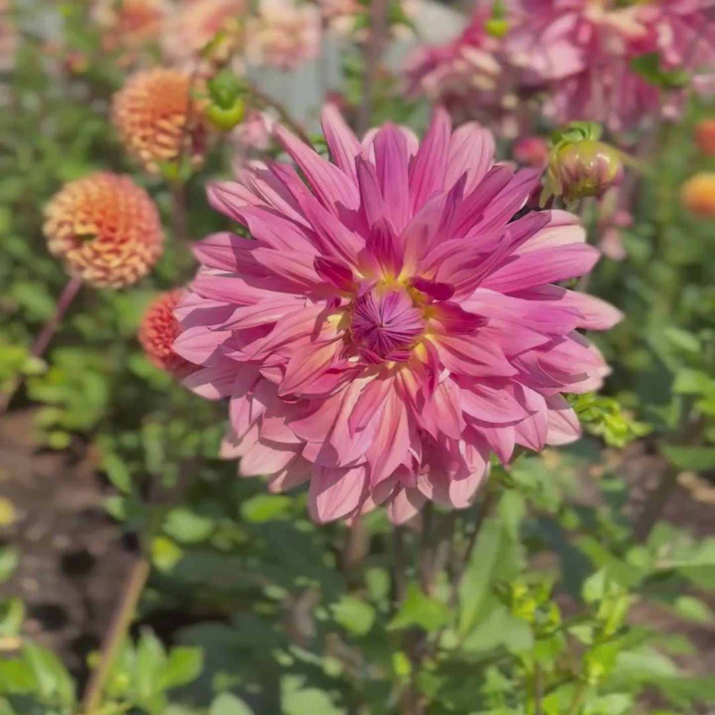 U-Pick Flowers Langley BC | Cut Your Own – Crafted in the Country Farm
