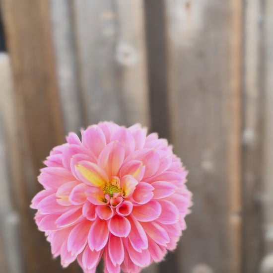 Single Flower of Lindy baby dahlia bloom - twirling it around with one hand