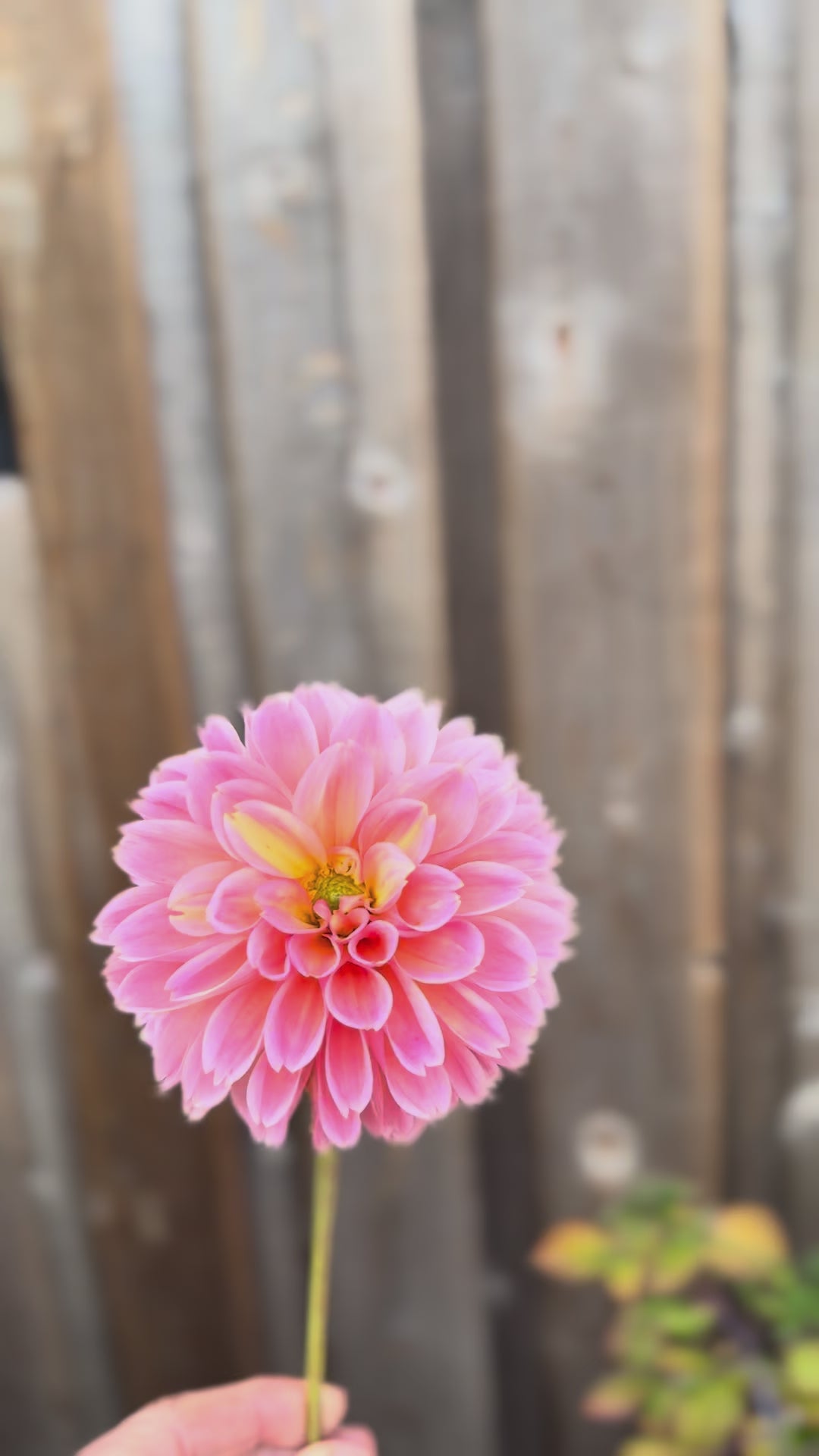 Single Flower of Lindy baby dahlia bloom - twirling it around with one hand