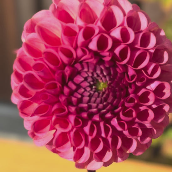 Ferncliff Rusty Dahlia Tuber Sale - Langley BC 
