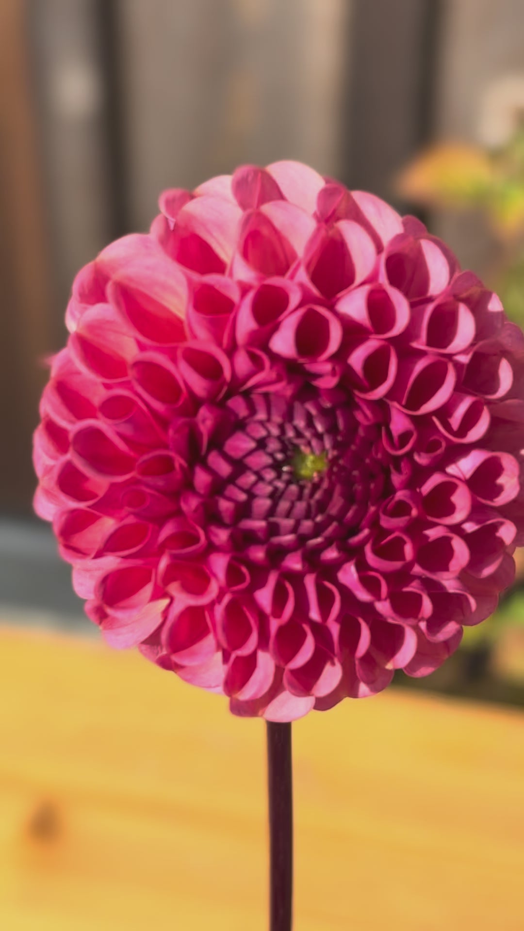 Ferncliff Rusty Dahlia Tuber Sale - Langley BC 