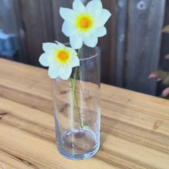 Ferncliff_Alpine_Cherub_Dahlia_Tuber_Sale_-_Vancouver_BC