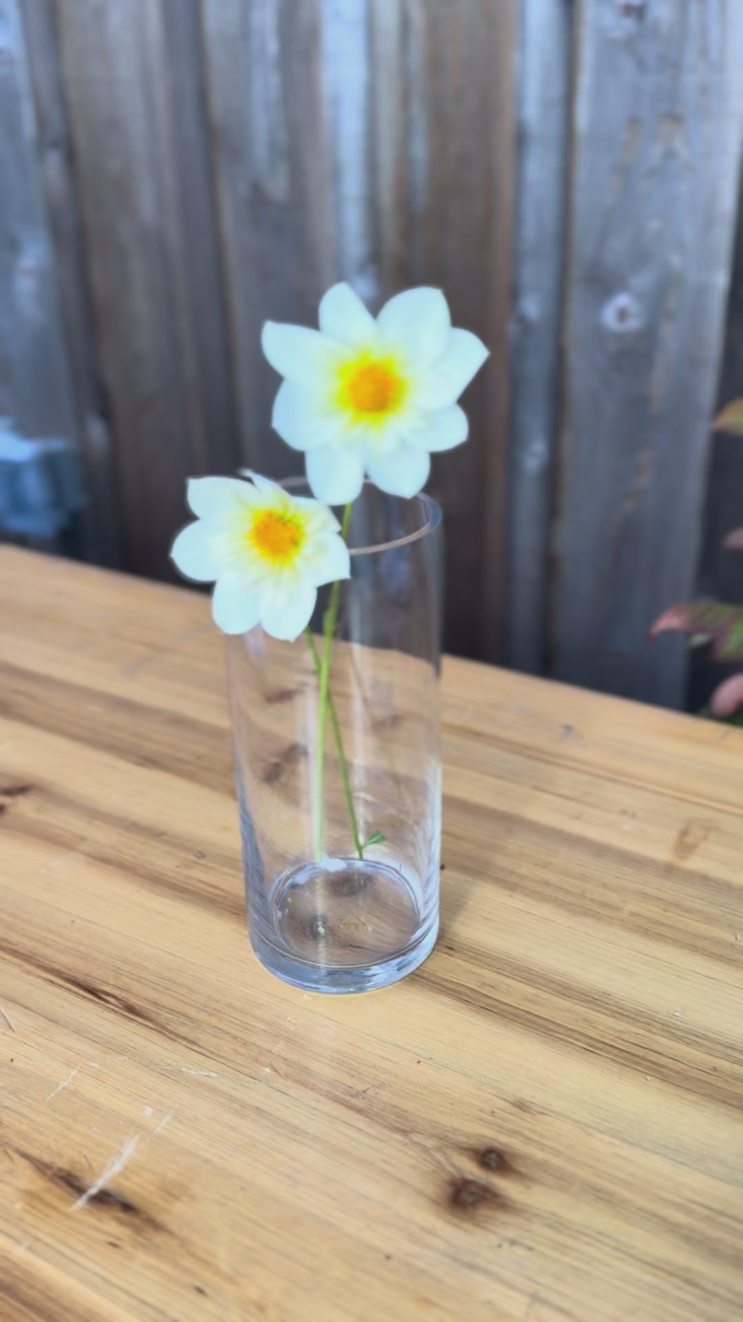 Ferncliff_Alpine_Cherub_Dahlia_Tuber_Sale_-_Vancouver_BC