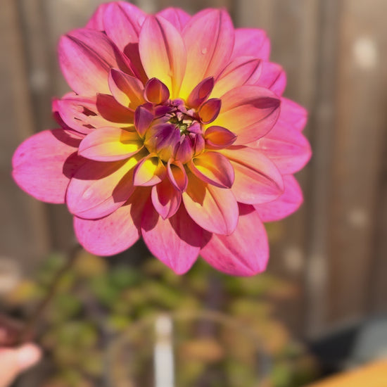 Great Silence single bloom held by one hand and being twirled 