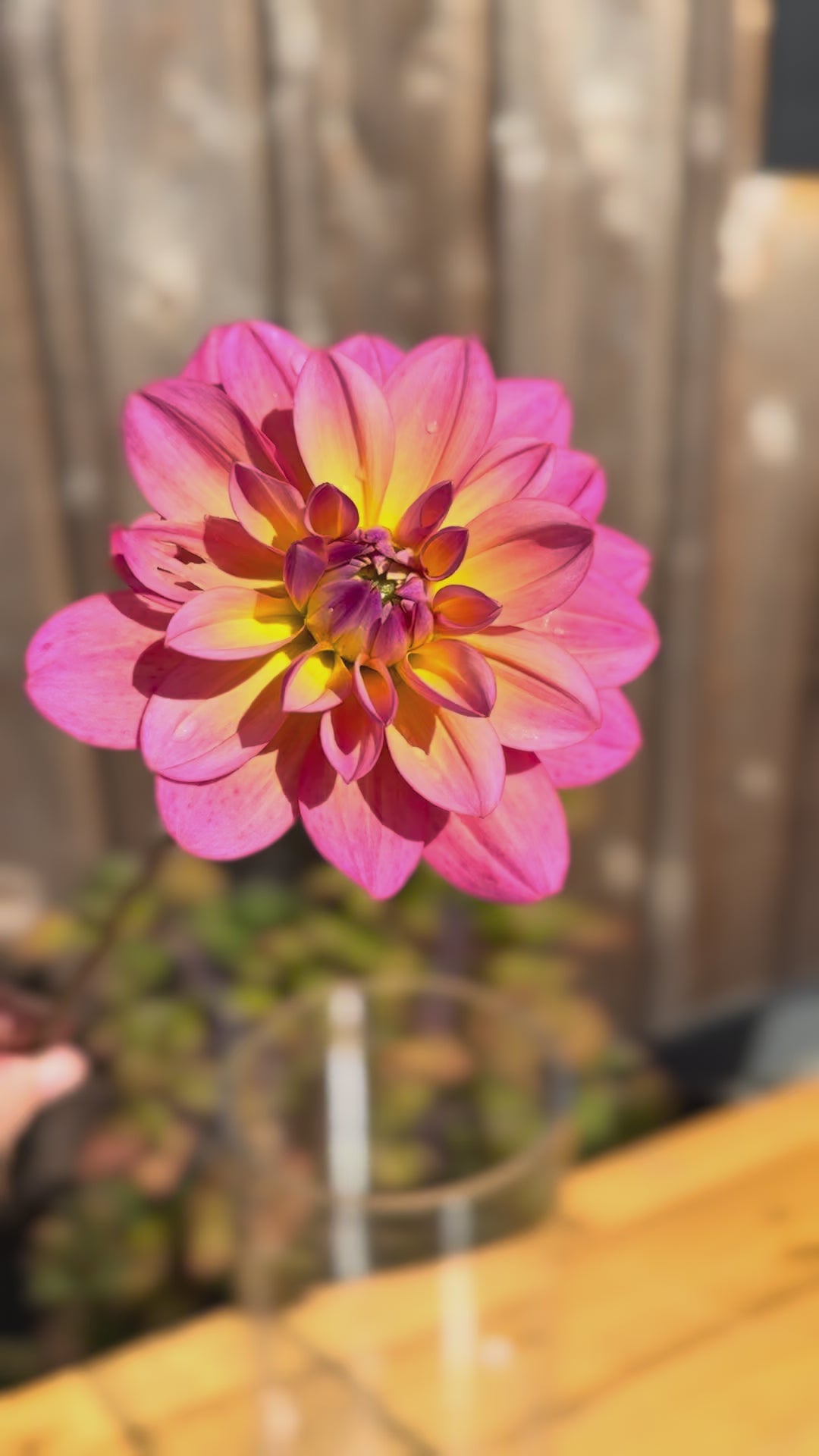 Great Silence single bloom held by one hand and being twirled 
